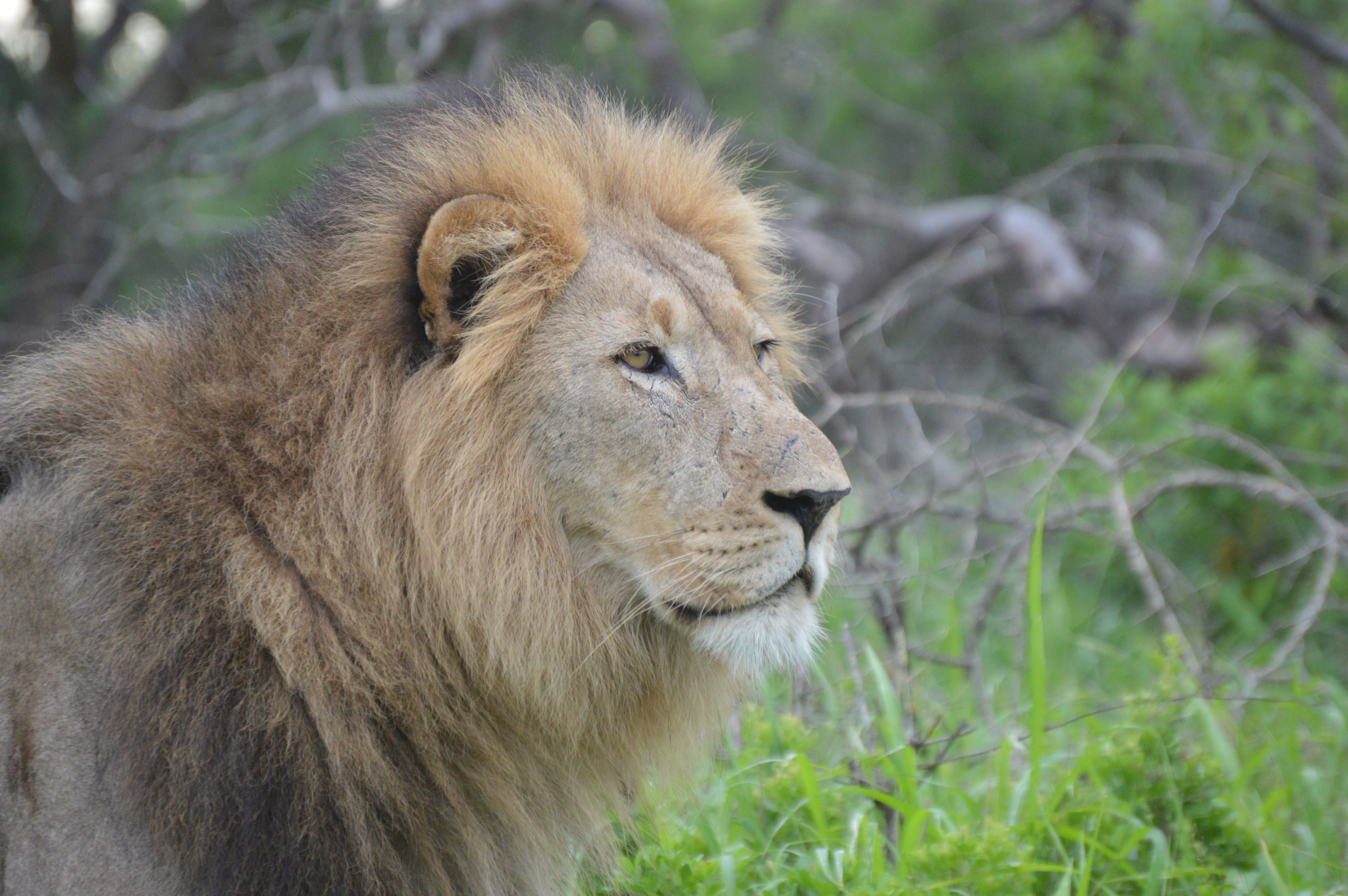 Kruger National Park-Lion-Red Africa Safaris-7 Day Safari